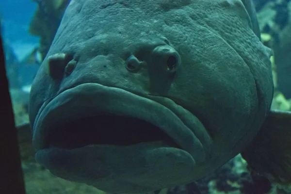 Napoleon fish face — Stock Photo, Image