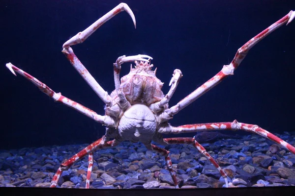 Enorma krabba flyttar — Stockfoto