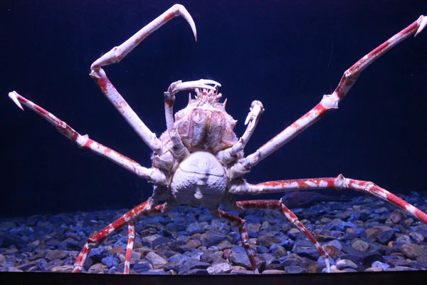 Japanese Spider Crab Eating