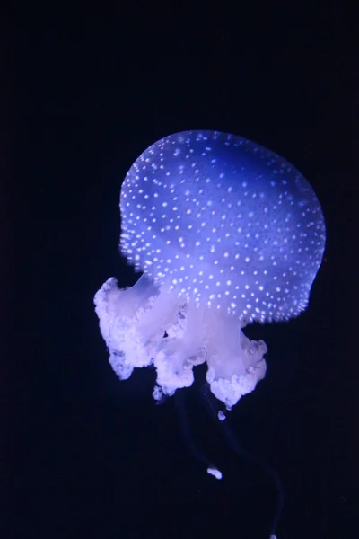 リスボン水族館で青いクラゲ — ストック写真