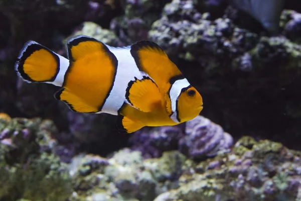 Clownfish swimming — Stock Photo, Image