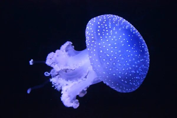 Blaue Quallen Schwimmen Aquarium Von Lissabon Schwarzer Hintergrund — Stockfoto