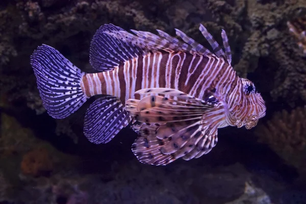 Scorpion Fish — Stock Photo, Image