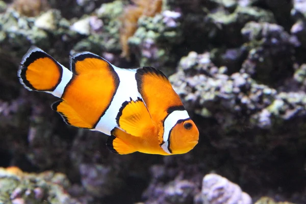 Clownfish swimming — Stock Photo, Image