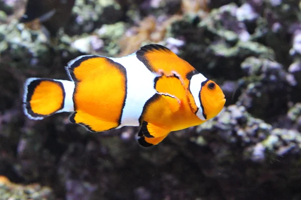 Peixe-palhaço laranja e branco — Fotografia de Stock