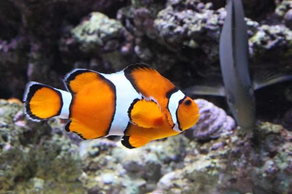 Clownfish κολύμπι — Φωτογραφία Αρχείου