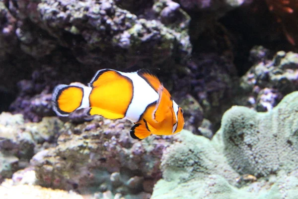 Clownfish, pływanie — Zdjęcie stockowe