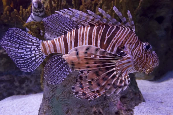 Peixe-escorpião listrado — Fotografia de Stock