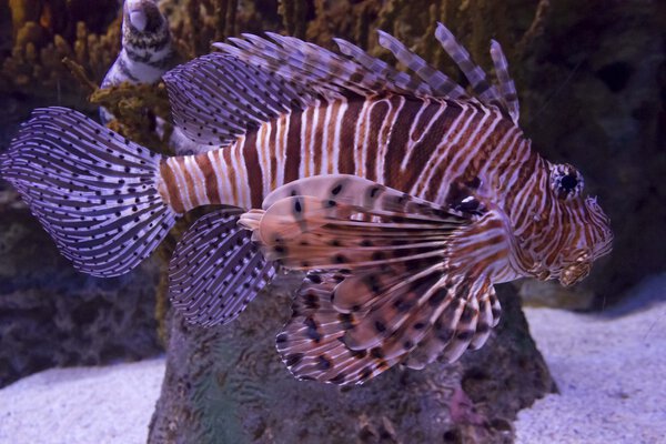 Striped Scorpion Fish