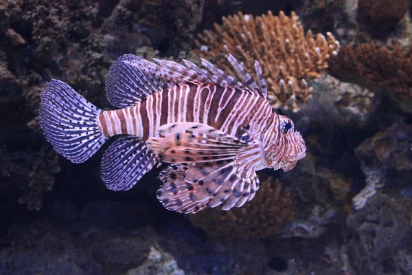 Peixe Escorpião no Aquário de Lisboa, Portugal — Fotografia de Stock