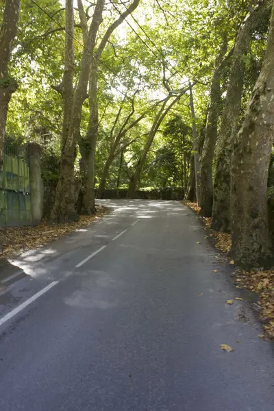 Straße durch Bäume in Sintra — Stockfoto