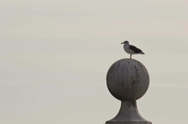 Möwe auf dem Säulenaussichtspunkt — Stockfoto