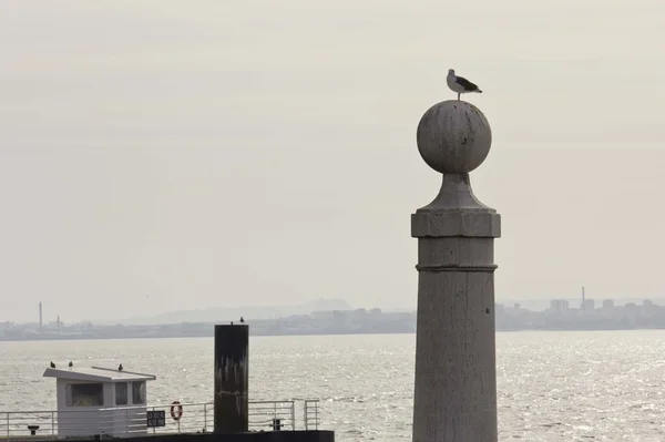 Mouette sur le quai des colonnes Point de vue — Photo