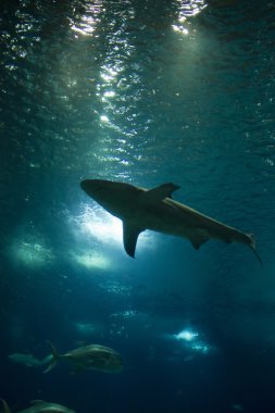 Yüzme bir köpekbalığı altından göster