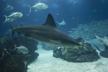 Köpekbalığı Yüzme indepht