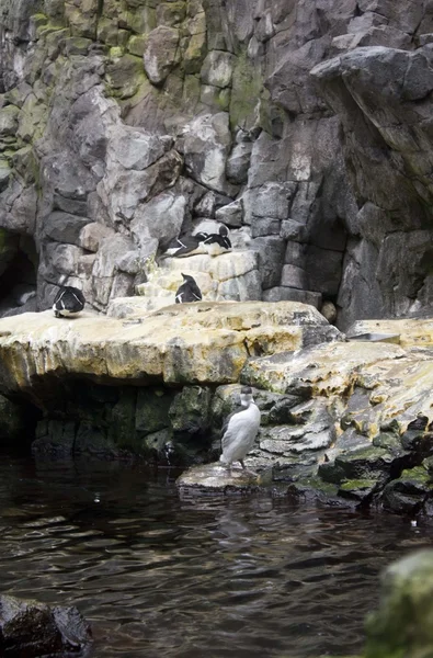 Habitat ao ar livre dos pinguins de Magalhães — Fotografia de Stock