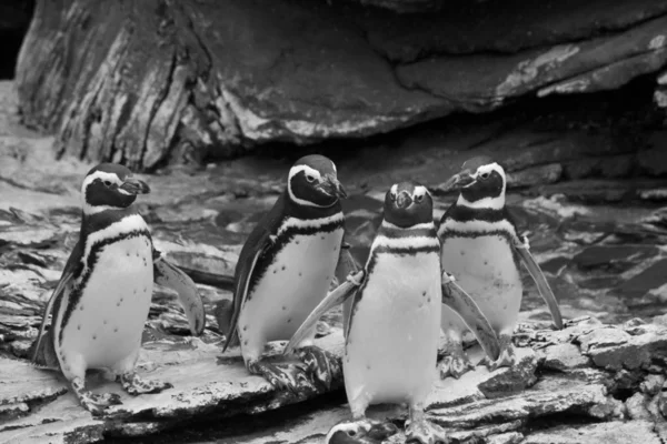 Cztery Pingwiny Magellana w Oceanarium w Lizbonie — Zdjęcie stockowe