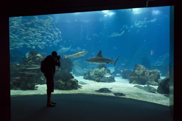 Una persona mirando el tanque principal del Acuario de Lisboa —  Fotos de Stock