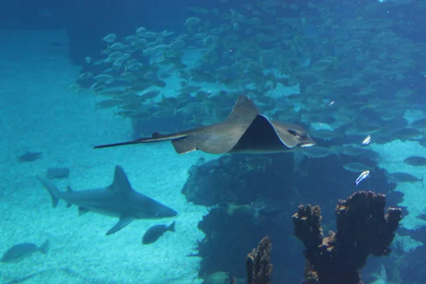 Manta Ray peixe flutuante subaquático — Fotografia de Stock