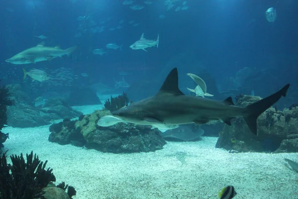 Shark swimming in the depht — Stock Photo, Image