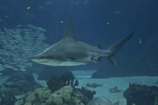 Nuoto di squali nel delfino dell'Acquario di Lisbona — Foto Stock