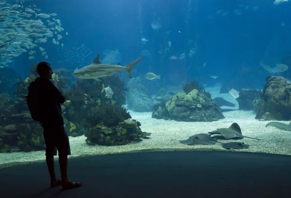 A person looking at the Lisbon Aquarium — Stock Photo, Image
