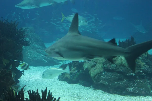 Tiburón nadando en el fondo —  Fotos de Stock