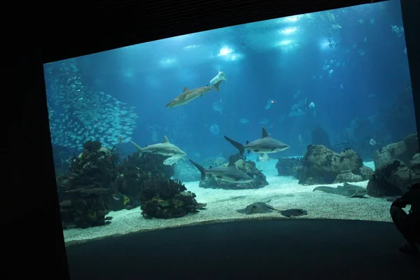 De belangrijkste tank Lissabon Aquarium met een haai — Stockfoto