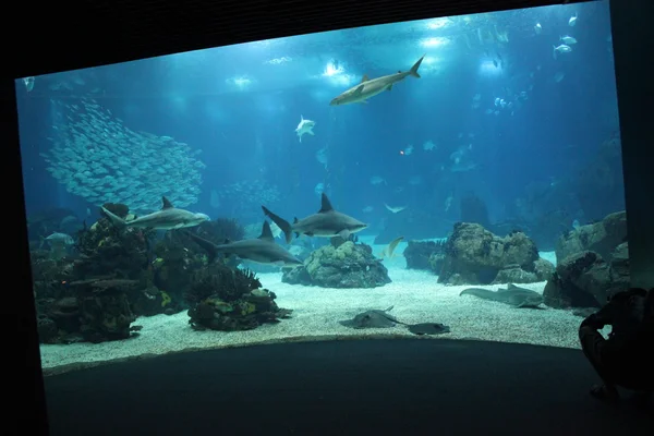 Lisbon Aquarium main tank — Stock Photo, Image