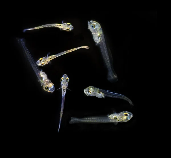 Balık larvaları gelişiminin erken sahnede