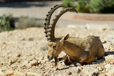 Erkek yaban keçisi (Carpa aegagrus dinlenme)
