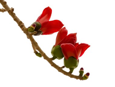 Branch of blossoming Bombax ceiba tree isolated on white clipart