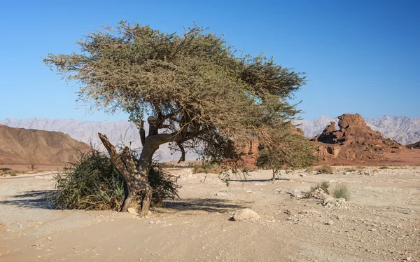 Acacia tree in geological Timna park — стокове фото
