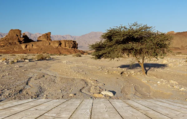 Geological formations in Timna park — стокове фото