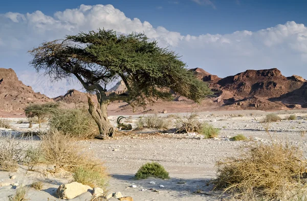 Одинокое дерево в пустыне Негев, Израиль — стоковое фото