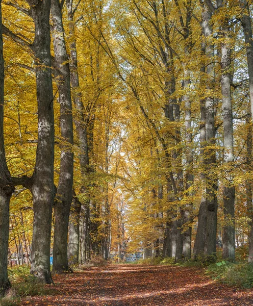 Old park in Riga city — Stock fotografie