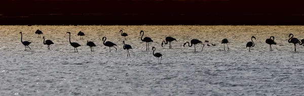 Silhouettes de flamingo à l’étang du désert — Photo