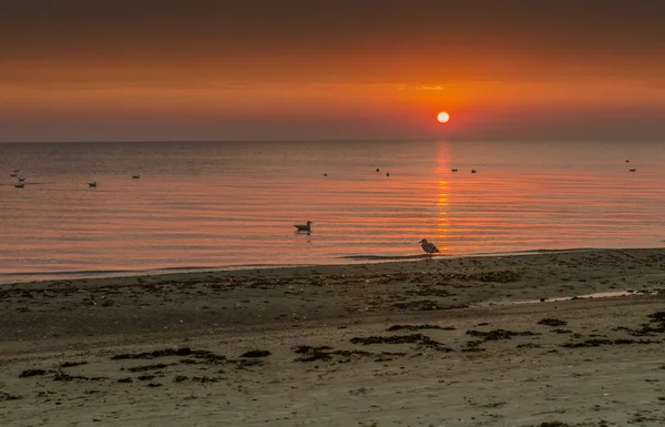 Coastal landscape at dawn, Baltic Sea — Stock Photo, Image