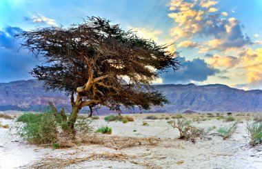 Lonely acacia tree in desert of the Negev clipart