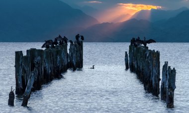 Old broken pier with wild ducks sitting on it