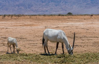 Antelope, Arabian oryx (Oryx leucoryx) in desert nature reserve near Eilat, Israel clipart