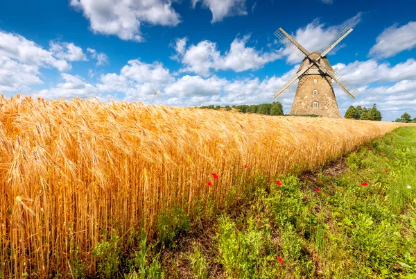 Tarweveld door zomerdag — Stockfoto