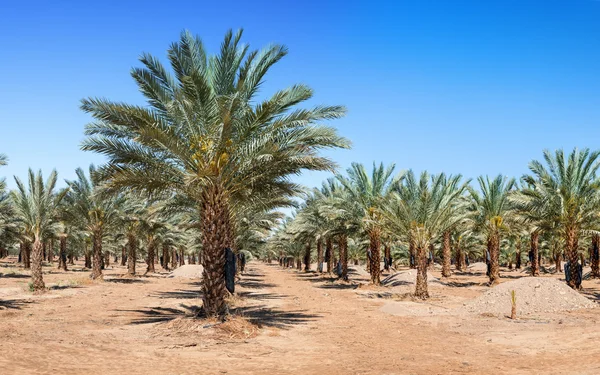 Plantation of date palms near Eilat, Israel