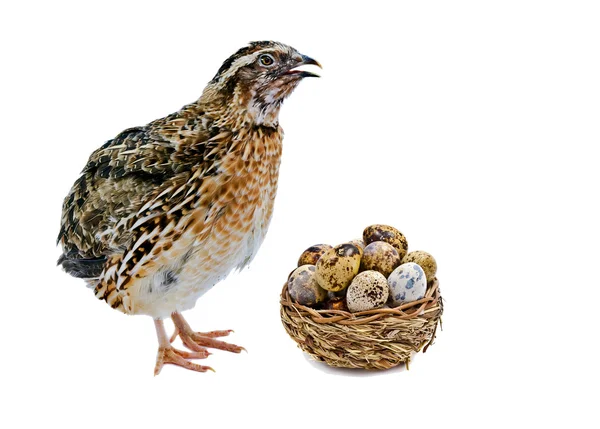 Laying hen of domesticated quail with eggs isolated on white background — Stock Photo, Image