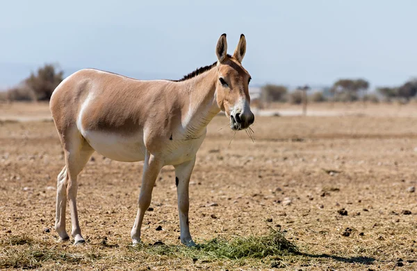 Το onager (Equus hemionus) — Φωτογραφία Αρχείου