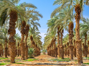 Tarihi avuç saç ekimi