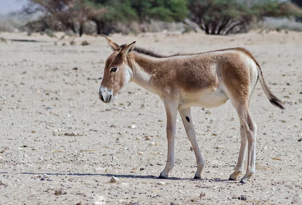 Młodych Osioł azjatycki (Equus hemionus) — Zdjęcie stockowe