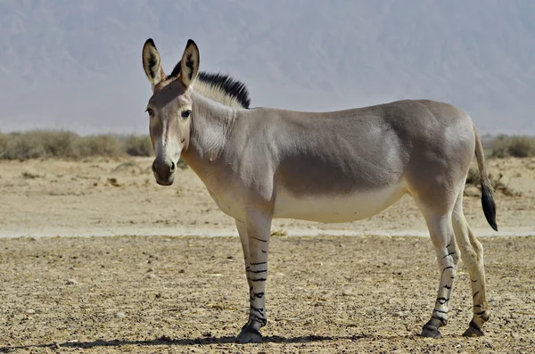 Сомали дикого осла (Equus africanus) — стоковое фото