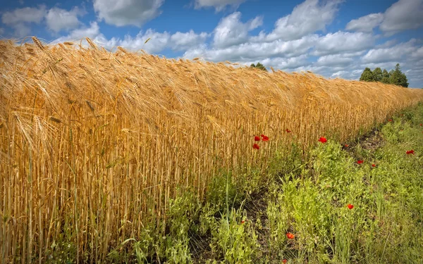 Champ de blé de maturation par journée d’été, Europe — Photo