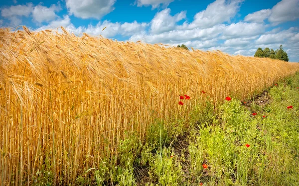 Поле з дозріванням пшениці — стокове фото